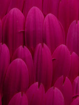 flower petals Poster och Canvastavla