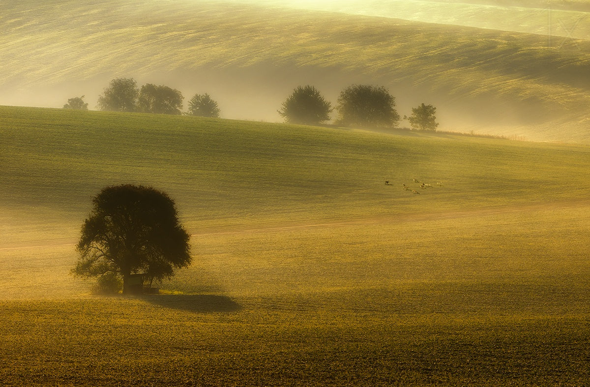 foggy fields Poster och Canvastavla