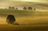 foggy fields Poster och Canvastavla