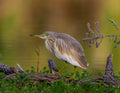 Squacco Heron Poster och Canvastavla