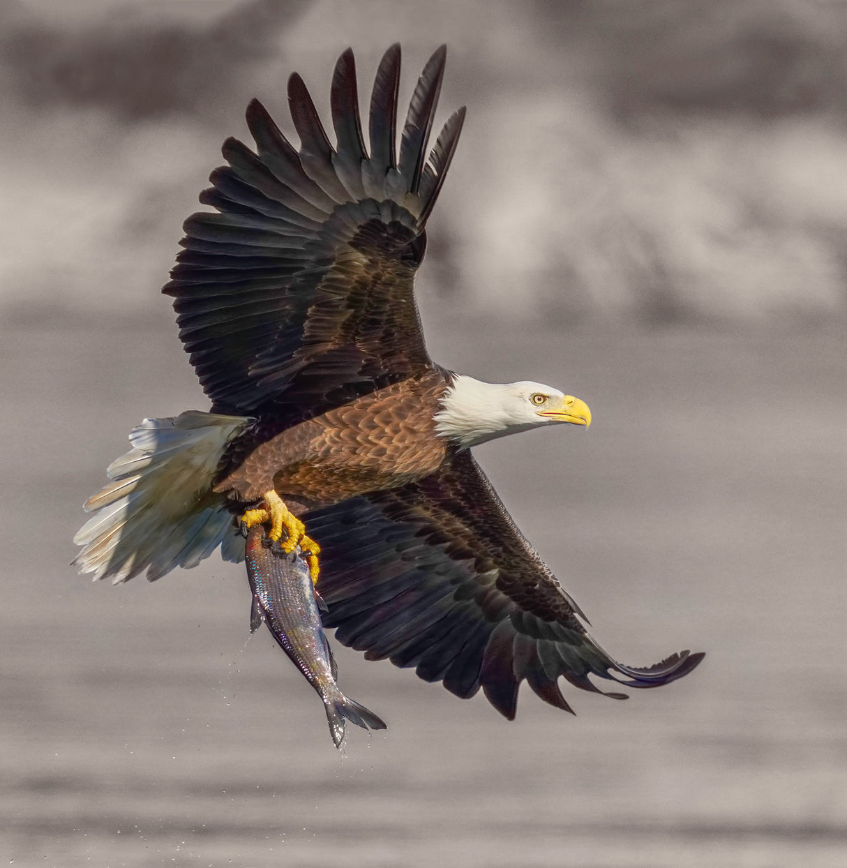 Bald Eagle Poster och Canvastavla