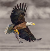 Bald Eagle Poster och Canvastavla