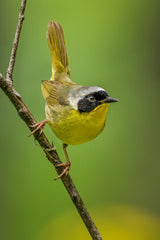 Common Yellowthroat Poster och Canvastavla