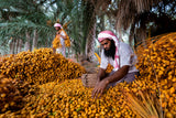 Dates Harvest Poster och Canvastavla