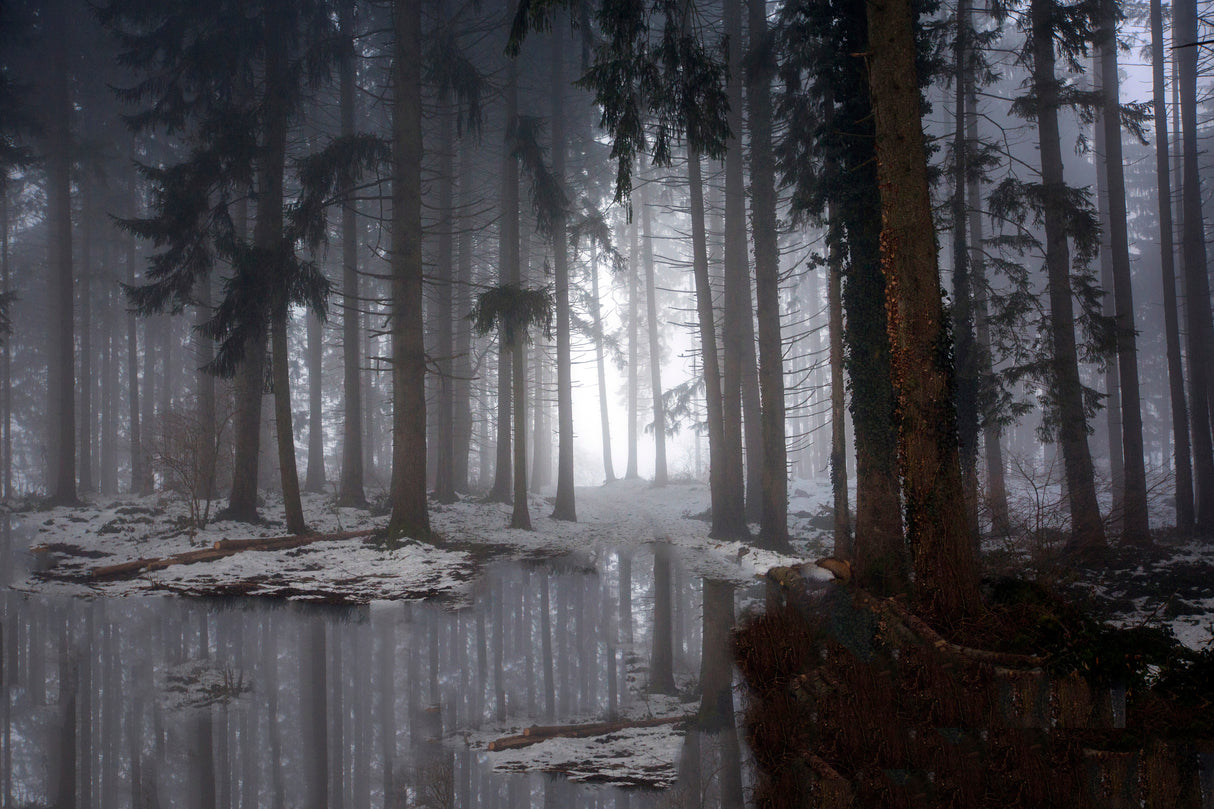 Misty forest (Winter) Poster och Canvastavla
