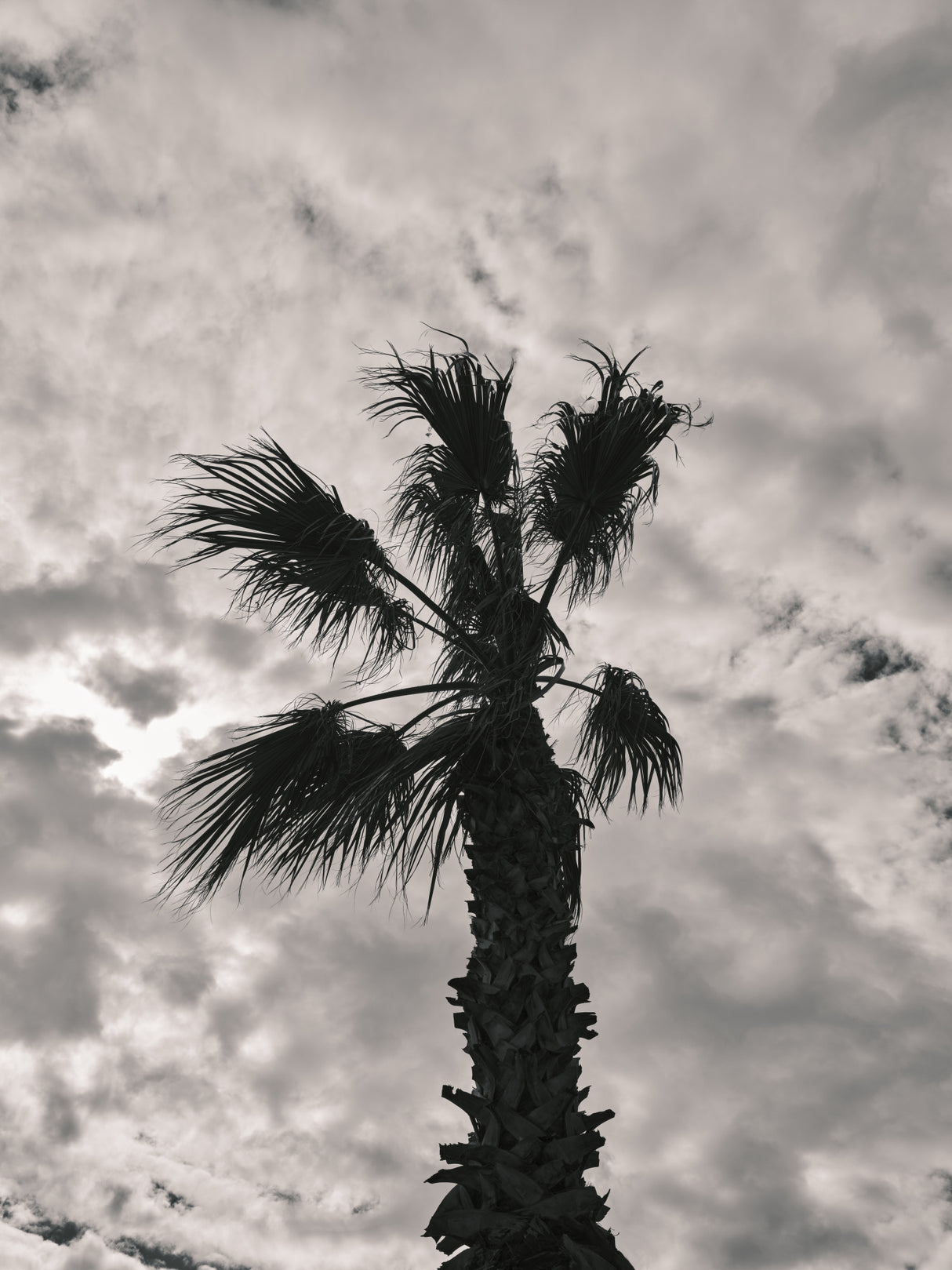 palm tree and cloudy sky Poster och Canvastavla