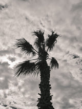 palm tree and cloudy sky Poster och Canvastavla