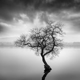 The Shape of Trees XX Poster och Canvastavla