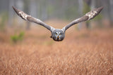 Great grey owl Poster och Canvastavla