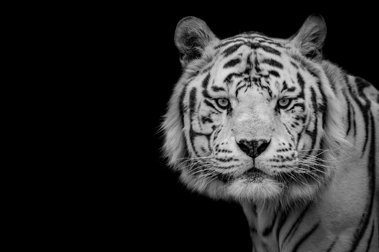 Bengal White Tiger Poster och Canvastavla