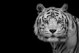 Bengal White Tiger Poster och Canvastavla