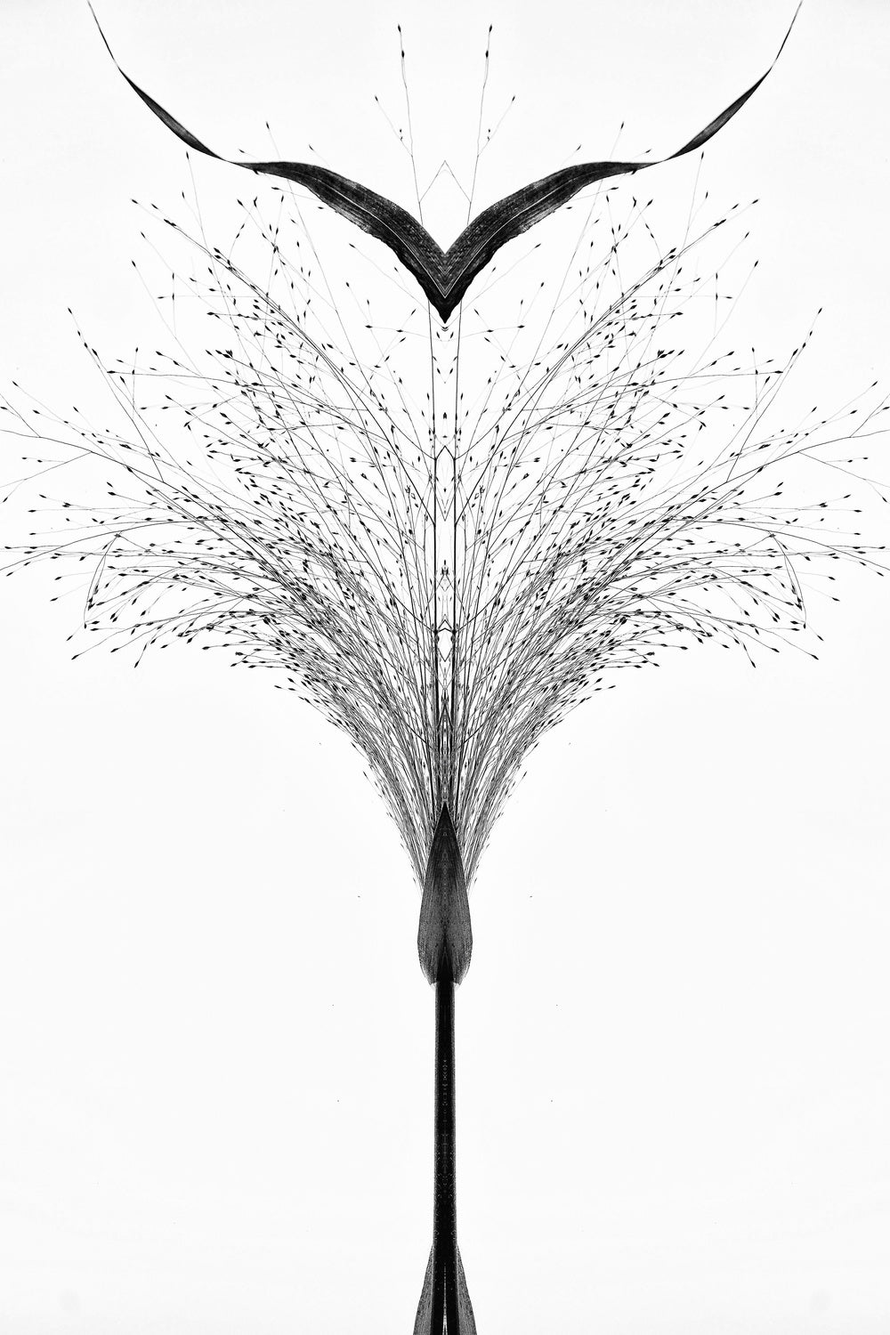 Black grass . Poster och Canvastavla