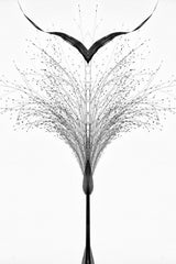 Black grass . Poster och Canvastavla