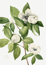 Virginia Stewartia (1925) Poster och Canvastavla
