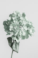 Green dried flower Poster och Canvastavla