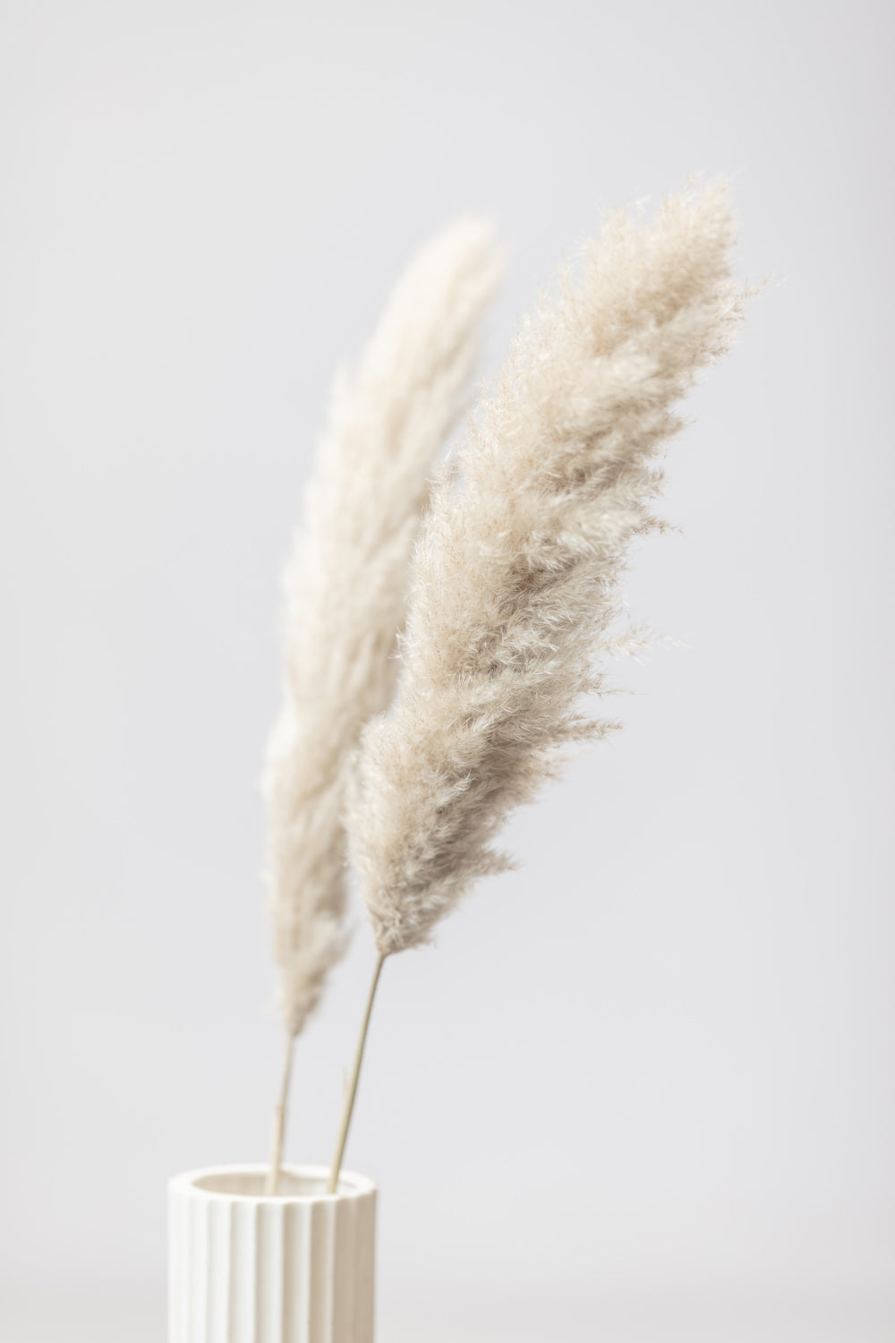Pampas Grass Grey 11 Poster och Canvastavla