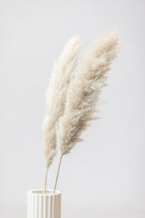 Pampas Grass Grey 11 Poster och Canvastavla