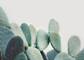 Pastel Cactus Poster och Canvastavla
