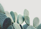 Pastel Cactus Poster och Canvastavla