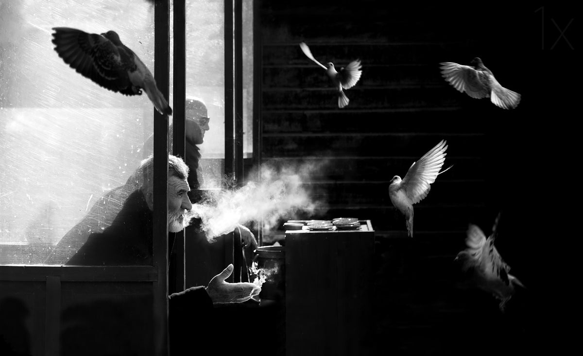 The man of pigeons Poster och Canvastavla