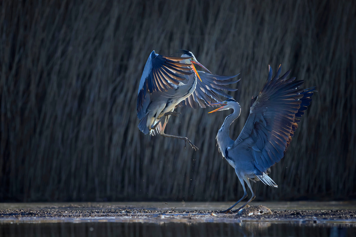 Grey heron Poster och Canvastavla