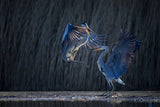 Grey heron Poster och Canvastavla