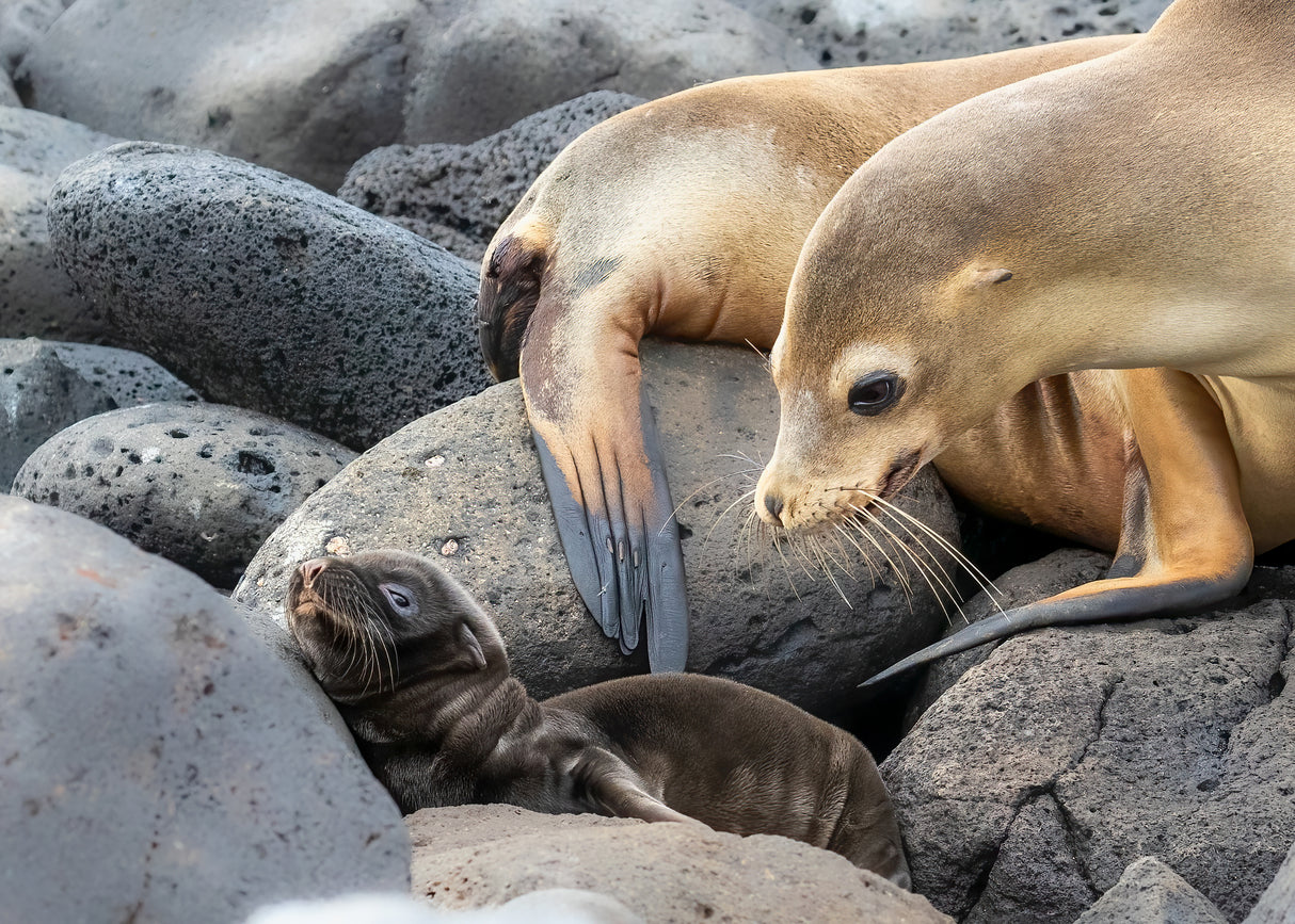 Mother and baby Poster och Canvastavla