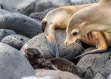 Mother and baby Poster och Canvastavla