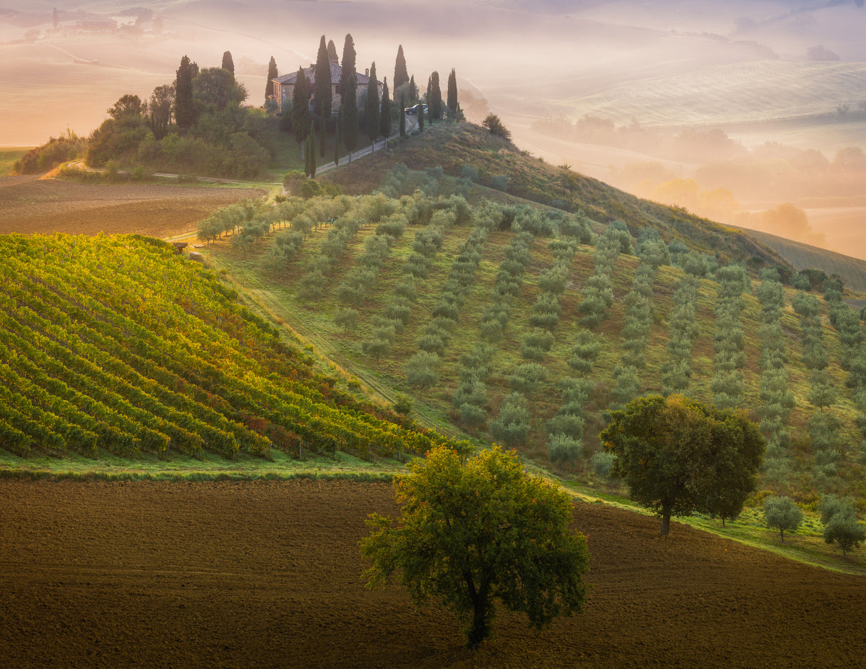 Tuscany Poster och Canvastavla