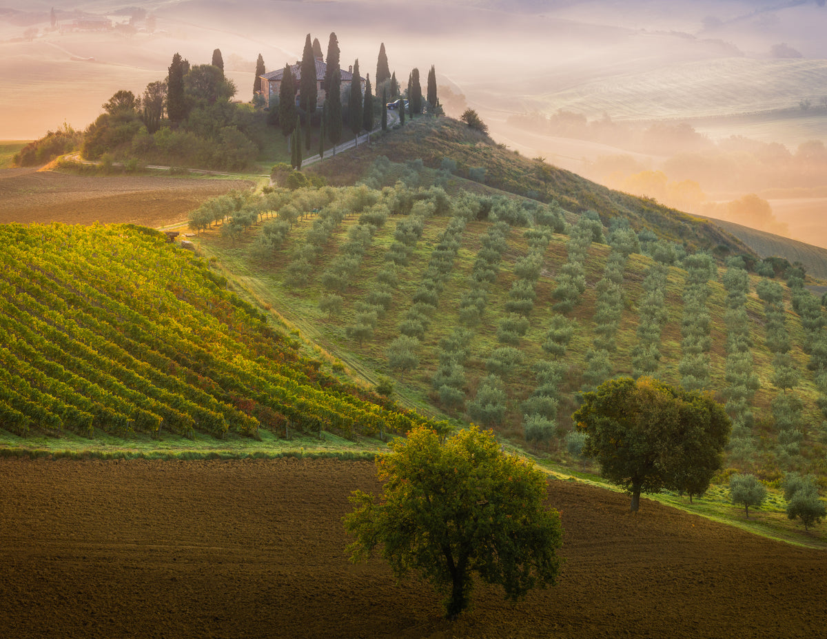 Tuscany Poster och Canvastavla
