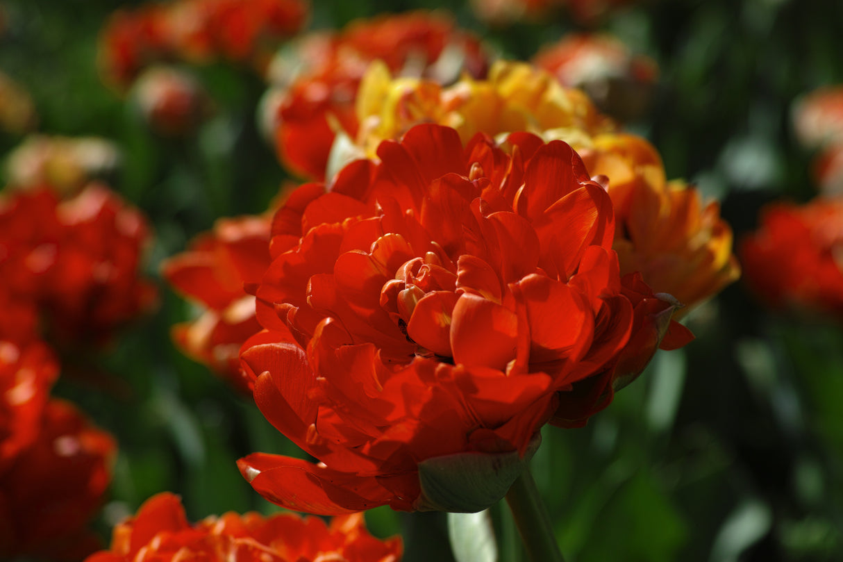 colorful tulips Poster och Canvastavla