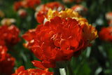 colorful tulips Poster och Canvastavla