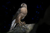 Cooper Hawk Poster och Canvastavla