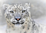 Snow leopard Poster och Canvastavla
