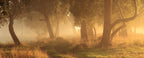 Morning Mist Poster och Canvastavla