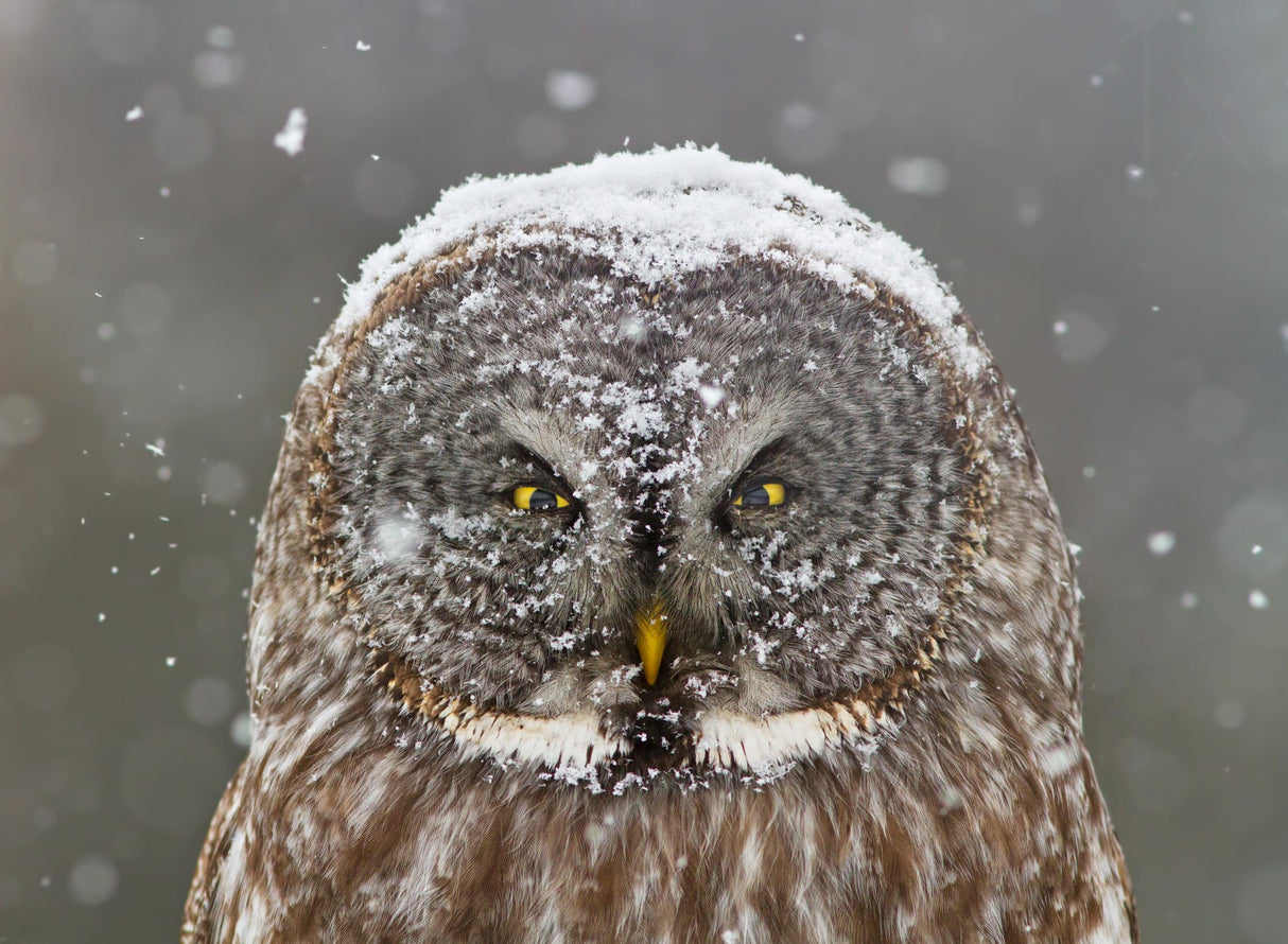 Great Grey Owl Winter Portrait Poster och Canvastavla