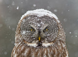 Great Grey Owl Winter Portrait Poster och Canvastavla