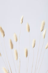 Bunny Grass No 3 Poster och Canvastavla