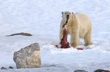 Breakfast with the seal. Poster och Canvastavla