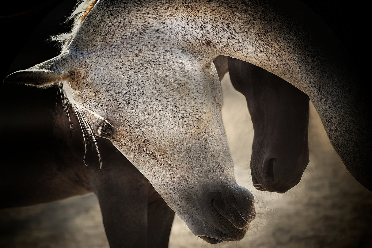 TENDERNESS Poster och Canvastavla