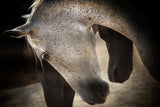 TENDERNESS Poster och Canvastavla