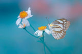 Butterfly Poster och Canvastavla