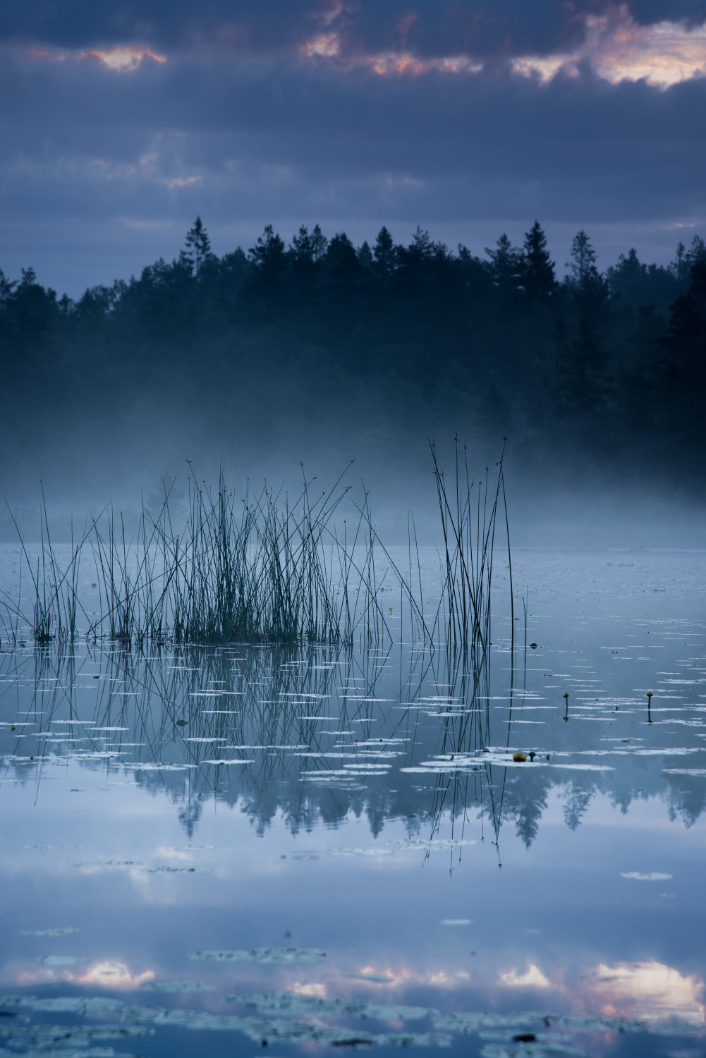 Reed in the morning light Poster och Canvastavla