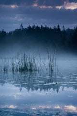 Reed in the morning light Poster och Canvastavla