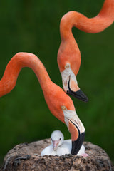 Caribbean flamingo family Poster och Canvastavla
