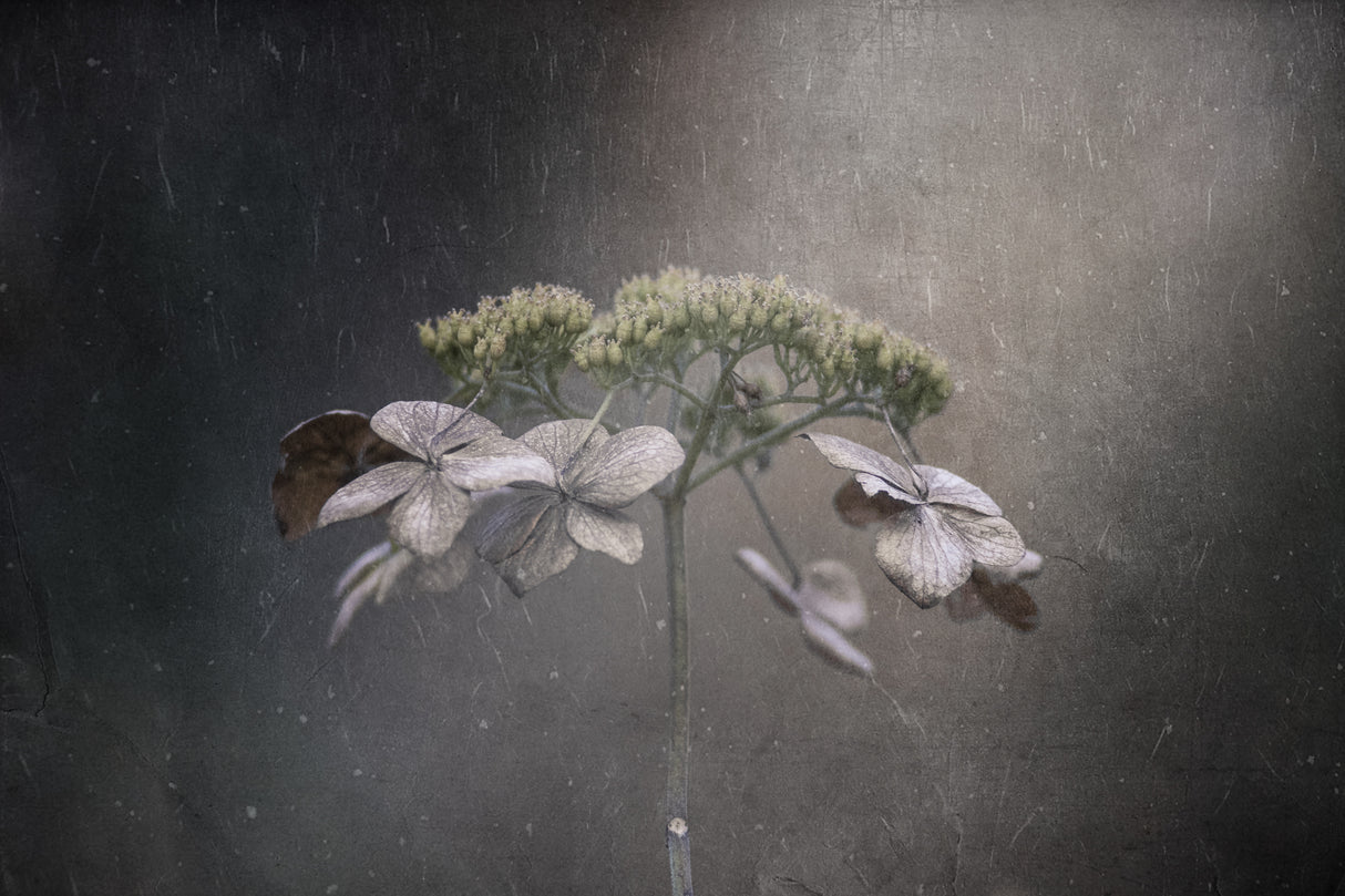 Withered hydrangea Poster och Canvastavla