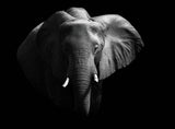 Elephant. Poster och Canvastavla