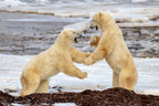 Fight !!! Poster och Canvastavla
