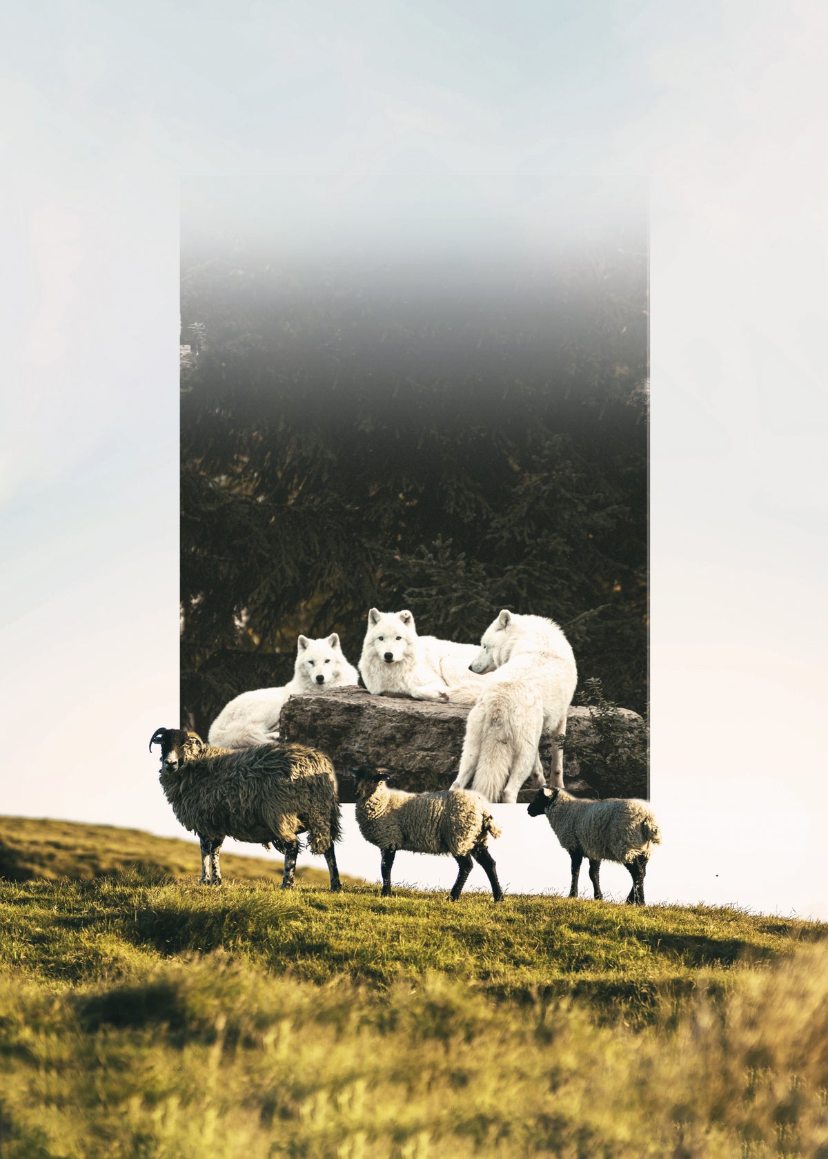 Sheep Wolf Predator Poster och Canvastavla