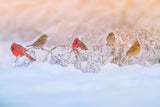 Snowy Morning  Party Poster och Canvastavla